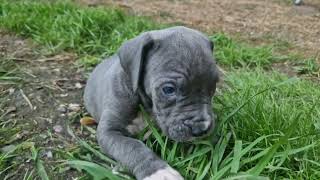 Cane Corso Italiano Puppy Saupackerwelpen 5 Wochen [upl. by Anyrb]