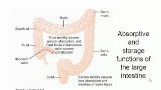 Large Intestine Motility  Physiology Ch 63 [upl. by Illil]