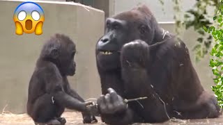 An instant lreaction of mother gorilla Adorable baby gorilla 😍 [upl. by Caves937]