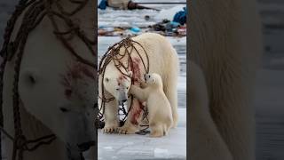 A heartfelt tale of sailors rescuing a severely injured mother polar bear trapped in a netpolarbear [upl. by Sirtimid]