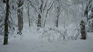 20240112 Snowstorm Timelapse Madison Wisconsin [upl. by Stephania]