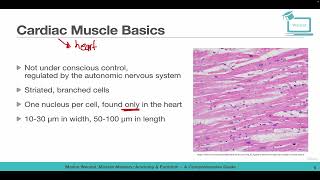 Cardiac Muscle Basics and Anatomy [upl. by Eneiluj]