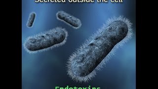 Endotoxins Vs Exotoxins [upl. by Adnalra845]