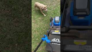 Mazi vs Lawnmower funnyanimals cuteanimal shorts [upl. by Rourke]