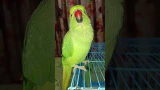 Cute parrot screaming l loud voice l realvoice parrot cuteparrot [upl. by Kimbra811]