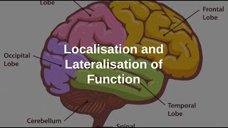 Localisation and Lateralisation of the Brain [upl. by Chavey]