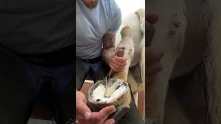 16 years in and each hoof is just as satisfying as the last😂🐴 shorts asmr horse satisfying [upl. by Rossi701]