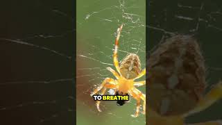 Amazing Spider Facts That Will Blow Your Mind [upl. by Lyndsey719]