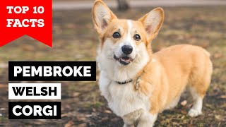 Pembroke Welsh Corgi  Top 10 Facts [upl. by Anivlis924]