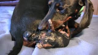 Dachshund Dog Giving Birth  2nd Dachshund Puppy Birth  Dachshund Giving Birth To Puppies [upl. by Dillon527]