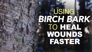 Using Birch Bark To Heal Wounds Faster [upl. by Haimehen476]