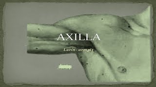 Axilla Anatomy  Boundaries walls amp structure [upl. by Elmore955]