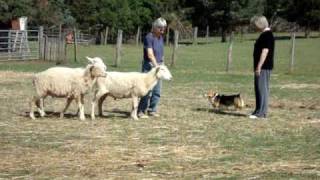 Corgi Herding Sheep for the First Time [upl. by Ingvar]