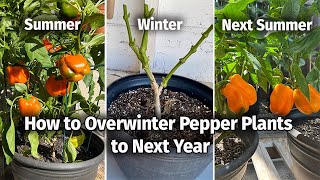 How to Keep and Overwinter Pepper plants to Grow and Fruit Next Year [upl. by Easter]