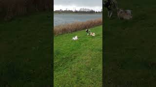 Rotte stormregen en hagel🐕2 [upl. by Janna]