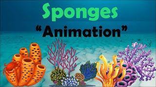 SPONGES  Biology Animation [upl. by Ferrand426]