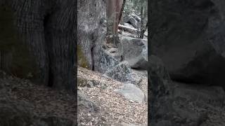 From campsite setup to breathtaking views Day 1 in Yosemite 🏞️ Jreamz Yosemite [upl. by Ytiak]