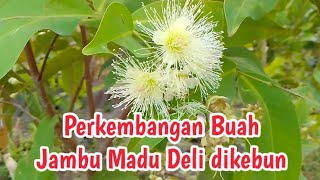 Perkembangan Buah Jambu Genjah Madu Deli dikebun [upl. by Aneer]