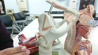 Laryngeal cartilage practical anatomy part 1 [upl. by Drwde]