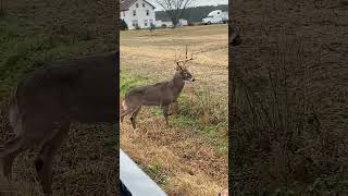 He’s got the worms deer deerhunting hunting bucks deerhunter huntingseason deerhunt [upl. by Mcgray660]