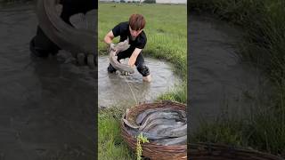 Fish Farming in Rice Fields 😯 [upl. by Akeemahs]