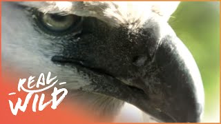 The Amazing Harpy Eagle  Animal River Challenge  Real Wild [upl. by Lacey160]