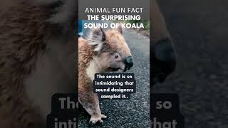 You Gonna Surprised How Koala Sound Like 🐨😅 [upl. by Jenkel]