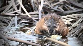 Suomenojan luonto  Piisami Ondatra zibethicus [upl. by Whitcomb]