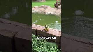 Orangután Aplaude Sarcásticamente a Una Chica que le Lanzó una Banana [upl. by Wiersma885]