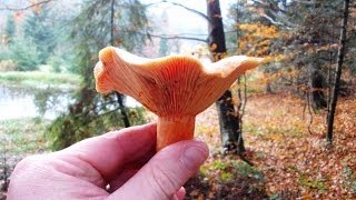 Rydz Lactarius deliciosus [upl. by Ring588]