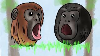 What does a Howler Monkey sound like Fun facts about Howler Monkeys [upl. by Haonam315]