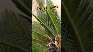 Cycas plant growth funny comedy outdoorplants gardening youtubeshort 🪴🪴 [upl. by Egor]