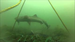 Spiny Dogfish Underwater Footage [upl. by Norwood]