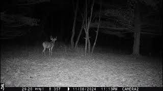 South Woods  Buck at Night [upl. by Parks496]