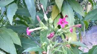 Nicotiana Tabacum  Tobacco HD 03 [upl. by Broddy53]