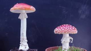 115 Hour Mushroom Timelapse [upl. by Taro]