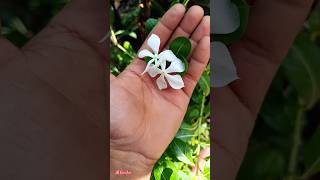 flower growing video viral flowers nature tranding shorts trandingshorts [upl. by Corell462]