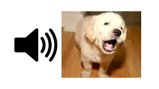 Puppy Barking  Sound Effect [upl. by Marita]