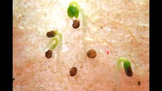 Time Lapse of Tobacco Nicotiana tabacum Seed Germination [upl. by Neerol462]