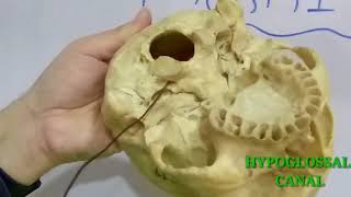 SKULL PART1 FORAMINA AND STRUCTURES PASSING THROUGH THEM BY DR MITESH DAVE [upl. by Anikas]