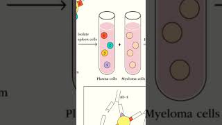 Hybridoma Technology [upl. by Mccahill]