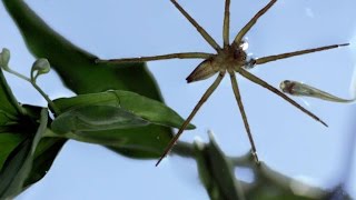 This Terrifying Spider Hunts Fish Underwater [upl. by Lehcer]