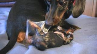 Dachshund 2nd Puppy Birth [upl. by Arleyne343]