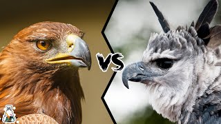 Golden Eagle VS Harpy Eagle  Who Is The King Of The Sky [upl. by Yelir]