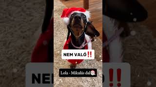 Lola mikulás dala🎅🏼 Saját szöveg♥️ Remélem tetszik😉 [upl. by Micro]