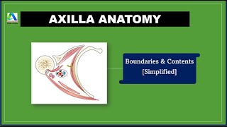 Axilla Anatomy  Boundaries and Contents Simplified [upl. by Nabe]