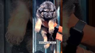 Topquality gsdlongcoat male puppy available delivery available contact me 6266490393 germanshepherd [upl. by Eidnam]