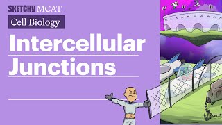 Intercellular Junctions Gap Tight amp Desmosomes Full Lesson  Sketchy MCAT [upl. by Notnad558]