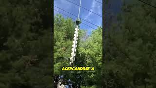 Podando árboles desde el aire ¡Increíble técnica [upl. by Nidnarb]