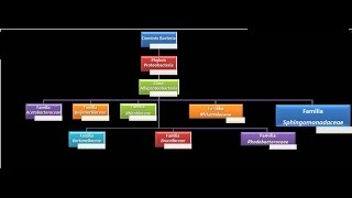 Dominio Bacteria Phylum Proteobacteria 10  Clase Alfaproteobacteria  Familia Sphingomonadaceae [upl. by Bergquist]